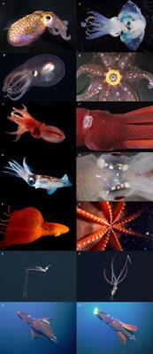 Bioluminescence in cephalopods: biodiversity, biogeography and research trends